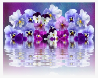 Pansy Violaceae Garden - Pansy