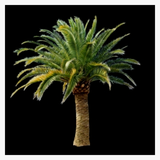 Palm Tree, Free Pngs - Attalea Speciosa
