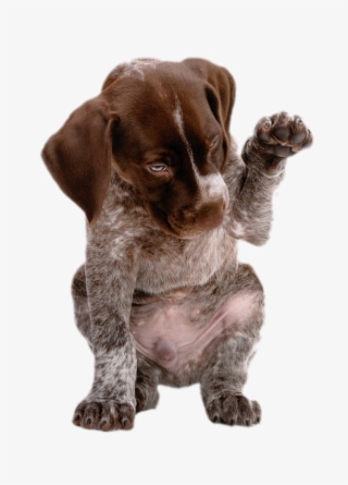 Chiens Psy Naši Domáci Miláčikovia, Pes Mačka, Psíky, - German Shorthaired Pointer Gif