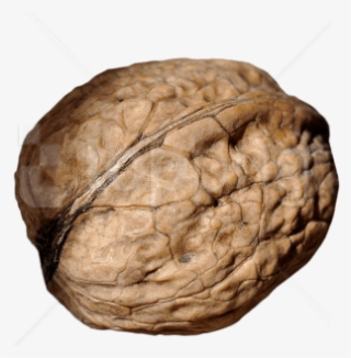 Free Png Walnut Png Images Transparent - Oak