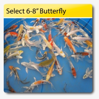 Select 6 8 Butterfly Koi 6 8 Select Butterfly Koi [sb68] - Butterfly