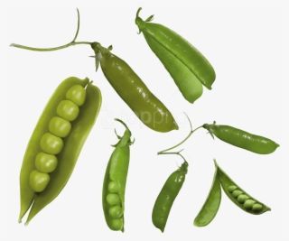 Free Png Pea Png Images Transparent - Verdura Parecida A Los Guisantes