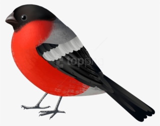 Free Png Download Red Black Bird Clipart Png Photo - Black And Red Bird Png