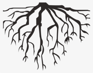 Hausarrest ▻ Deep Roots - Tree Trunk Roots Black And White