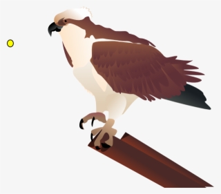 Bird Clipart - Osprey Clipart