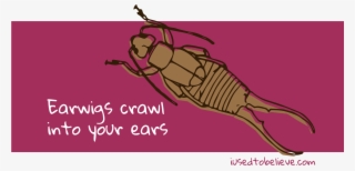 Earwigs