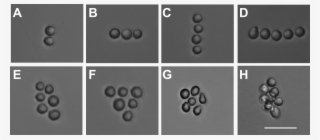 Micrographs Of Cells Arranged In Straight Lines, Globs - C Kit Stain Heart