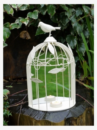 Cage