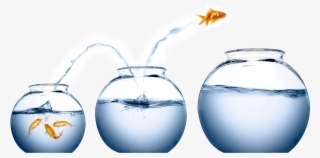 It's Easy To Treat Wealth A Bit Like Being A Koi In - People Development