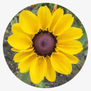 Mesaexif On The Mac App Store - African Daisy