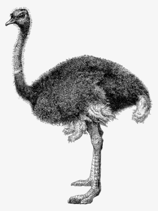 Ostrich Clip Art Black And White - Ostrich Black And White