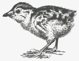 Laurila Farm Story Began At The Start Of 1900's - Cuculiformes