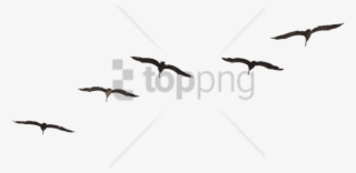 Free Png Bird Png Image With Transparent Background - Canada Goose