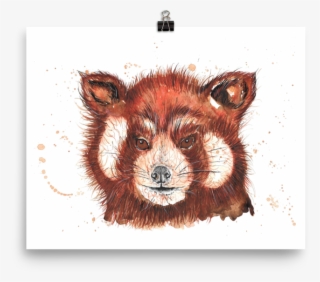 Image Of 'red Panda' - Red Fox