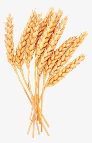 Wheat Png
