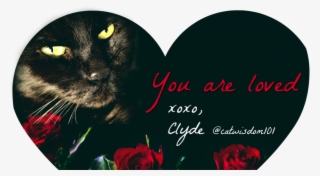 Cropped-red Roses Clyde Catwisdom101 - Black Cat