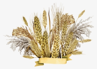 Free Png قمح Png Images Transparent - Millet Png