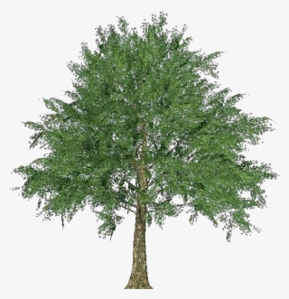 Norway Maple Tree Clipart