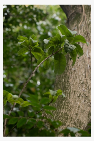 Tolu Balsam Absolute - Ulmus Alata