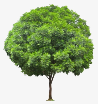 Transparent Png - Trees Do Hardwoods Come