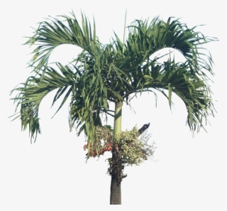 Transparent Christmas Palm Tree Png