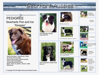 Picture - Border Collie