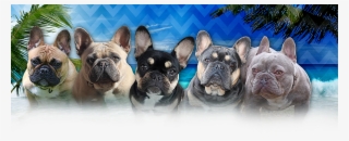 Home - French Bulldog