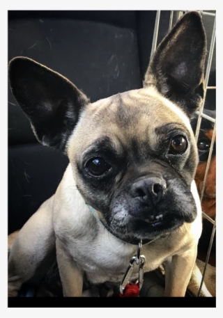 Donate To Petrescue - French Bulldog