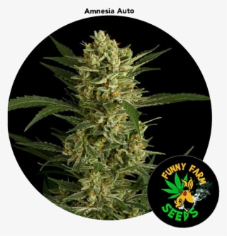 Amnesia Marijuana 3 Seed For Auction - Nasiono Amnesia