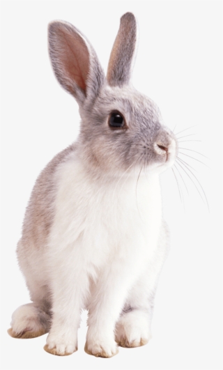 Domestic Rabbit