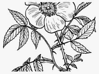 Drawn Flower Line Drawing - Day Of The Dead Flowers Drawing