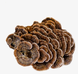 Turkey Tail Mushroom Extract - Turkey Tail
