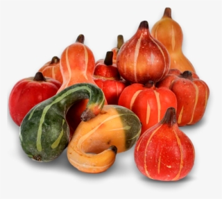 Pumpkin, Fall, Autumn, Harvest, Thanksgiving, Season - Calabaza