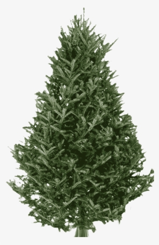 Fraser Fir Christmas Tree - Real Fraser Fir Christmas Tree