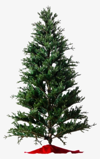 Baby Pine Lit & Unlit Artificial Christmas Trees - Hybrid Christmas Tree
