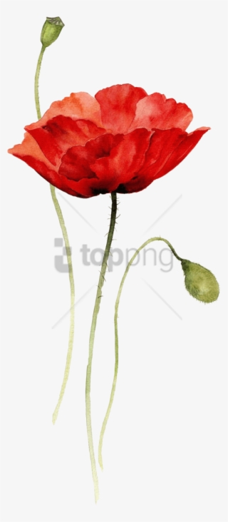 Free Png Red Poppy Watercolor Tattoo Png Image With - Poppy Flower Drawing Png