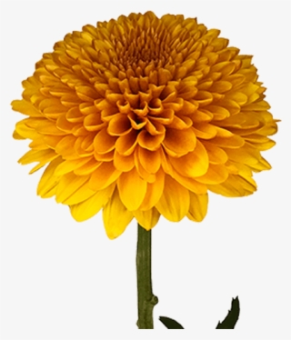 Bronze Paladov - Dahlia