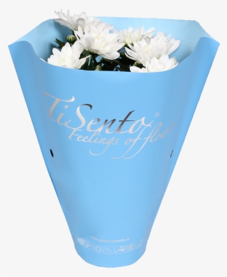 What Is Your Favourite Colour - Chrysanths