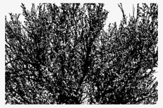 Big Image - Monochrome