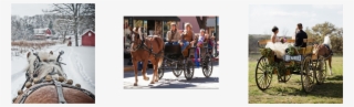 Book The Carriage That Best Suits Your Event Choose - Horse And Buggy