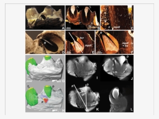 Replacement Tooth Position In A Fossil Mosasaur Jaw - Still Life Photography