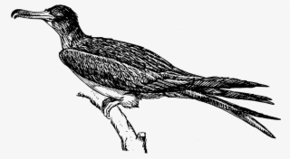 Bird Frigate Feathers - Wild Turkey Clipart Black And White