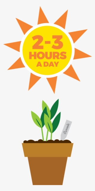 Seedlings Require 2-3 Hours Of Sunlight Daily - Flowerpot