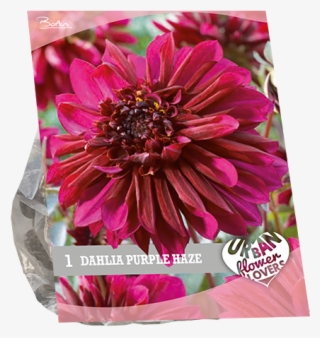 7230 Dahlia Purple Haze Per 1 Urban Flowers - Barberton Daisy