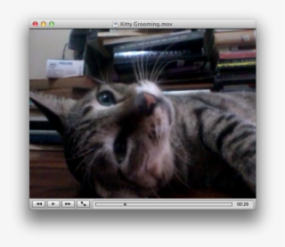 Vlc Plays Avi, Mp4, Flash Video, 3gp, Mkv, And Many - Tabby Cat