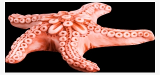 Free Starfish Pngs - Estrela Do Mar Ventosas