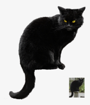 Halloween Black Cat Vector Free Png Photo - Real Black Cat Halloween