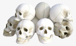 Skulls Png