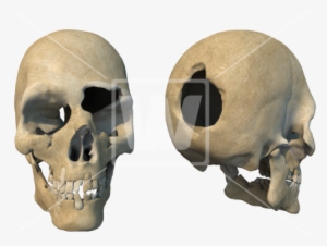 Head Shot Damaged Skulls - Skull