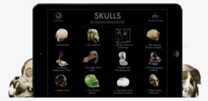 Skulls By Simon Winchester » A Stunning, Interactive